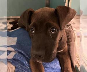 Mutt Dogs for adoption in San Antonio, TX, USA