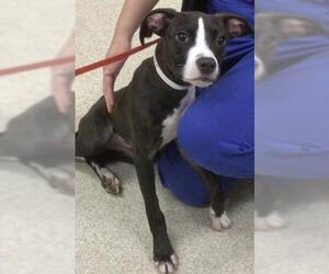American Pit Bull Terrier Dogs for adoption in Riverside, CA, USA