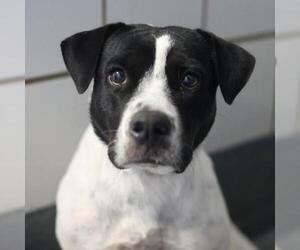 Mutt Dogs for adoption in San Antonio, TX, USA