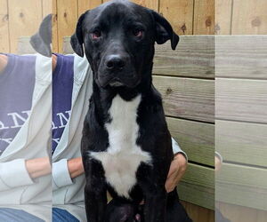 Rottweiler-Unknown Mix Dogs for adoption in Hilton Head, SC, USA