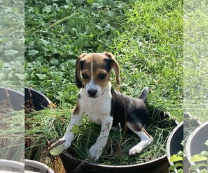 Beagle Dogs for adoption in Wheaton, IL, USA