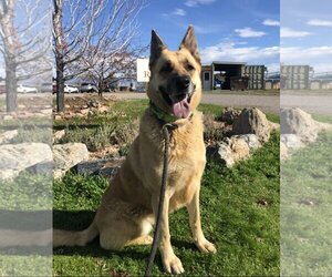German Shepherd Dog-Unknown Mix Dogs for adoption in Yreka, CA, USA