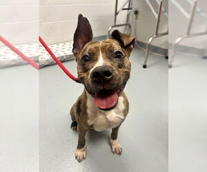 Mutt Dogs for adoption in St. Cloud, FL, USA