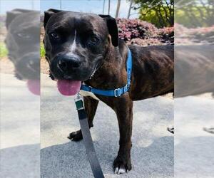 Bulloxer Dogs for adoption in Santa Barbara, CA, USA