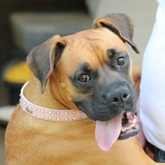 Boxer Dogs for adoption in Mesa, AZ, USA