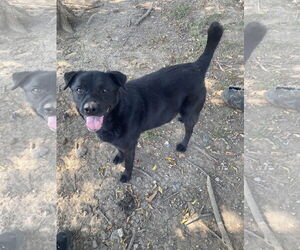 Chow Chow-Labrador Retriever Mix Dogs for adoption in Pryor, OK, USA
