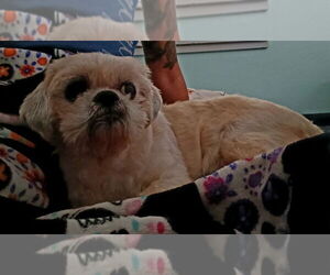 Shih Tzu Dogs for adoption in oakland, FL, USA