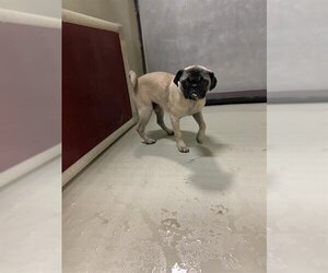 Pug Dogs for adoption in Bakersfield, CA, USA