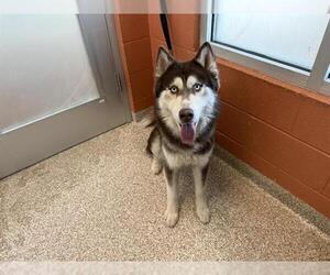 Siberian Husky Dogs for adoption in Pueblo, CO, USA