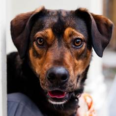 Labrador Retriever Dogs for adoption in New York City, NY, USA