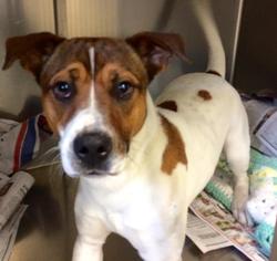 Jack Russell Terrier-Unknown Mix Dogs for adoption in Loudon, TN, USA