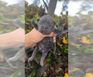 French Bulldog Dogs for adoption in Oakland Park , FL, USA