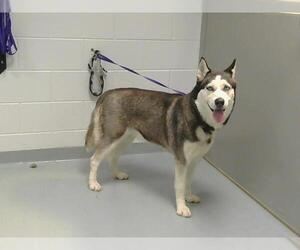 - Mix Dogs for adoption in St. Cloud, FL, USA