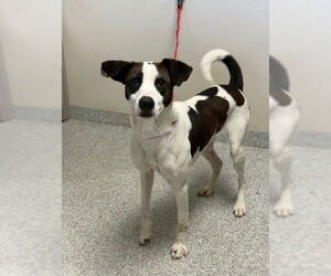 Labrador Retriever Dogs for adoption in Pasadena, TX, USA