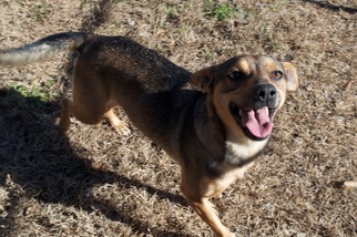 Mutt Dogs for adoption in Jefferson, TX, USA
