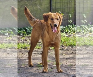 Golden Labrador Dogs for adoption in Oakhurst, NJ, USA