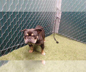 French Bulldog Dogs for adoption in Downey, CA, USA