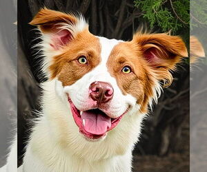 Australian Shepherd Dogs for adoption in Albuquerque, NM, USA