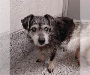 Miniature Schnauzer-Unknown Mix Dogs for adoption in Houston, TX, USA