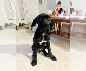 Great Dane Dogs for adoption in Goodyear, AZ, USA