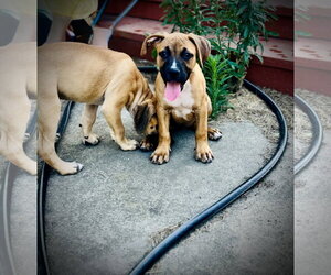 American Staffordshire Terrier-Boxer Mix Dogs for adoption in Holly Springs, NC, USA