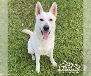 Siberian Husky-Unknown Mix Dogs for adoption in Irvine, CA, USA