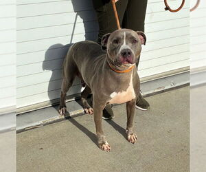 Medium Photo #1 Staffordshire Bull Terrier Puppy For Sale in Louisville, KY, USA