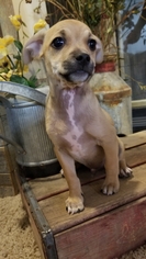 Chiweenie Dogs for adoption in Sandy, UT, USA