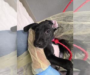 Mastiff-Unknown Mix Dogs for adoption in Las Vegas, NV, USA