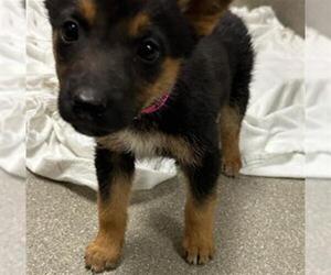 Australian Shepherd-Unknown Mix Dogs for adoption in Las Vegas, NV, USA