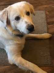Golden Pyrenees Dogs for adoption in Coldwater, MI, USA