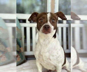 Chihuahua-Unknown Mix Dogs for adoption in Oak Bluffs, MA, USA