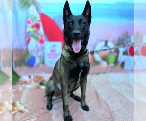 Dutch Shepherd -Unknown Mix Dogs for adoption in Long Beach, CA, USA