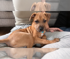 Bullboxer Pit Dogs for adoption in Springdale, PA, USA