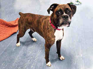 Boxer Dogs for adoption in Hampton Bays, NY, USA