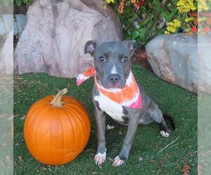 American Pit Bull Terrier-Unknown Mix Dogs for adoption in Oklahoma City, OK, USA