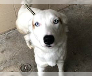 Siberian Husky Dogs for adoption in Ames, IA, USA