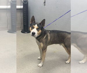 Siberian Husky-Unknown Mix Dogs for adoption in Las Vegas, NV, USA