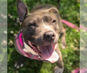 American Pit Bull Terrier Dogs for adoption in Madison, WI, USA