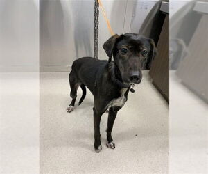 Pointer-Siberian Husky Mix Dogs for adoption in Fairbanks, AK, USA