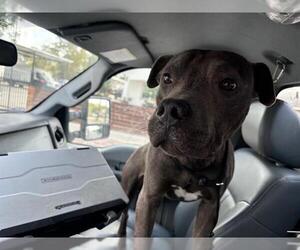 American Staffordshire Terrier-Unknown Mix Dogs for adoption in Grand Prairie, TX, USA