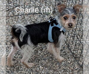 Mutt Dogs for adoption in San Bernardino, CA, USA