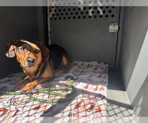 Beagle-Unknown Mix Dogs for adoption in Downey, CA, USA