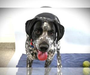 Bluetick Coonhound-Unknown Mix Dogs for adoption in Fort Collins, CO, USA