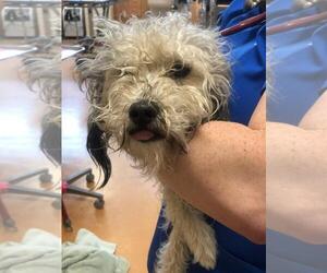 Miniature Schnauzer-Unknown Mix Dogs for adoption in Martinez, CA, USA