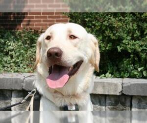 Labrador Retriever Dogs for adoption in Lancaster, PA, USA