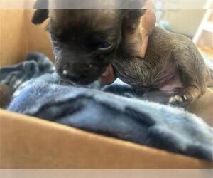 Labrador Retriever-Unknown Mix Dogs for adoption in Houston, TX, USA