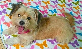 Havashu Dogs for adoption in San Diego, CA, USA