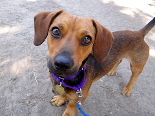 Dachshund Dogs for adoption in Seal Beach, CA, USA