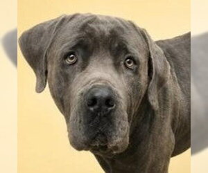 American Staffordshire Terrier-Unknown Mix Dogs for adoption in Lake Forest, CA, USA